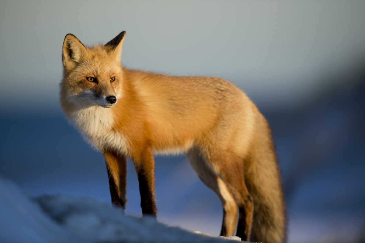 Illustration de l'article : Les animaux en anglais : liste complète, prononciation et cris